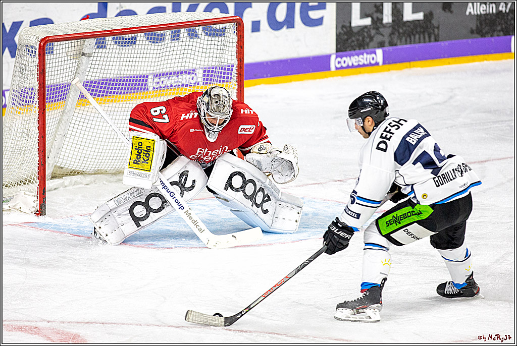 DEL; Koelner Haie - Straubing Tigers; Koeln, 17.11.2019